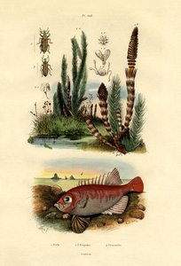 Heermoes